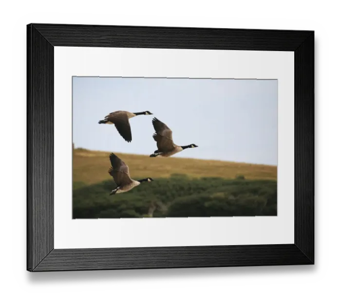Framed Print : Canada geese (Branta canadensis) in flight at Abbotsbury Swannery, Abbotsbury, Dorset, England, UK Framed Print : Canada geese (Branta canadensis) in flight at Abbotsbury Swannery, Abbotsbury, Dorset, England, UK