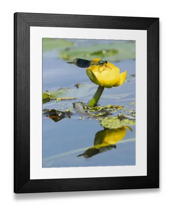Framed Print : Banded demoiselle (Calopteryx splendens) male on yellow lotus ( Nuphar lutea) Norfolk Framed Print : Banded demoiselle (Calopteryx splendens) male on yellow lotus ( Nuphar lutea) Norfolk