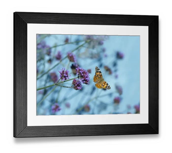 Framed Print : Painted lady butterfly (Cynthia cardui) feeding on Verbena flowers in flight, England, UK Framed Print : Painted lady butterfly (Cynthia cardui) feeding on Verbena flowers in flight, England, UK