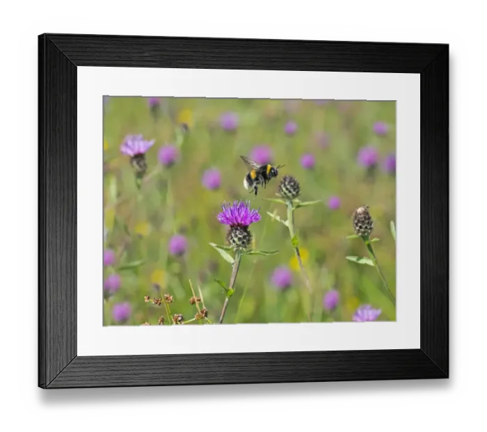 Framed Print : Garden bumblebee (Bombus hortorum) taking off from Knapweed, England, UK, August Framed Print : Garden bumblebee (Bombus hortorum) taking off from Knapweed, England, UK, August