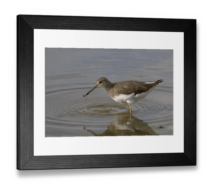 Framed Print : Green sandpiper (Tringa ochropus) with small worm it has caught in shallow freshwater lake Framed Print : Green sandpiper (Tringa ochropus) with small worm it has caught in shallow freshwater lake
