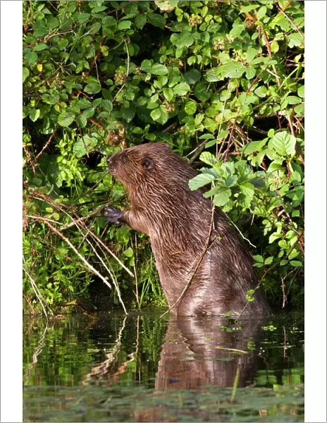 European Beaver (Castor fiber) eating blackberries by standing on its hind legs
