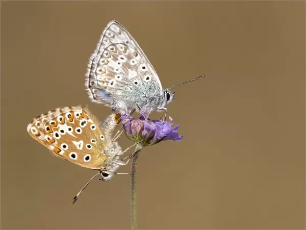 Mating pair of chalkhill blue butterflies (Lysandra coridon) with wings closed resting