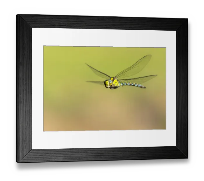 Framed Print : Southern hawker (Aeshna cyanea) dragonfly in flight, Broxwater, Cornwall, UK. August Framed Print : Southern hawker (Aeshna cyanea) dragonfly in flight, Broxwater, Cornwall, UK. August
