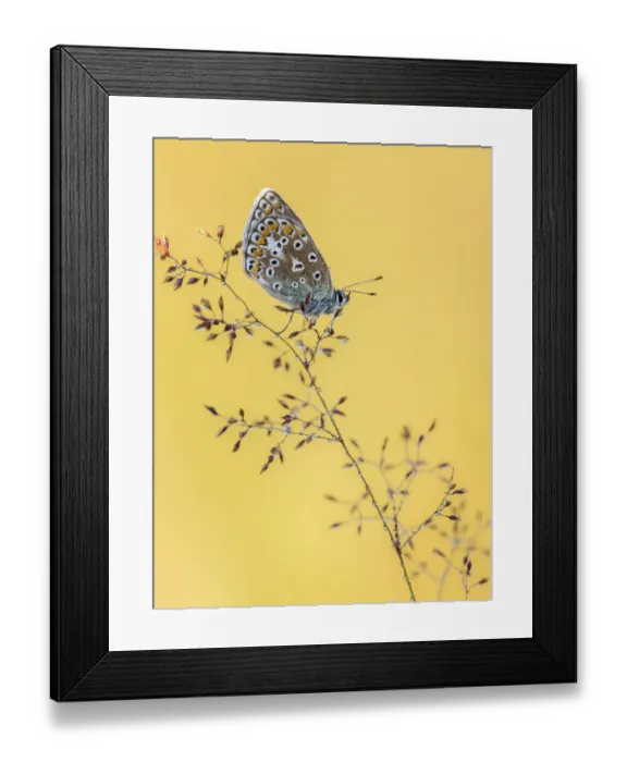 Framed Print : Common blue butterfly (Polyommatus icarus) resting on grasses, Vealand Farm, Devon, UK Framed Print : Common blue butterfly (Polyommatus icarus) resting on grasses, Vealand Farm, Devon, UK