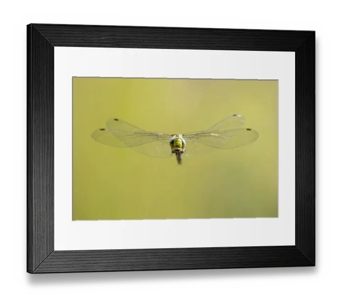Framed Print : RF - Southern hawker (Aeshna cyanea) dragonfly in flight, Broxwater, Cornwall, UK Framed Print : RF - Southern hawker (Aeshna cyanea) dragonfly in flight, Broxwater, Cornwall, UK