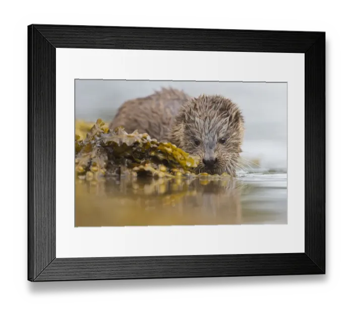 Framed Print : Otter (Lutra lutra) feeding, Argyll, Scotland, UK, August Framed Print : Otter (Lutra lutra) feeding, Argyll, Scotland, UK, August