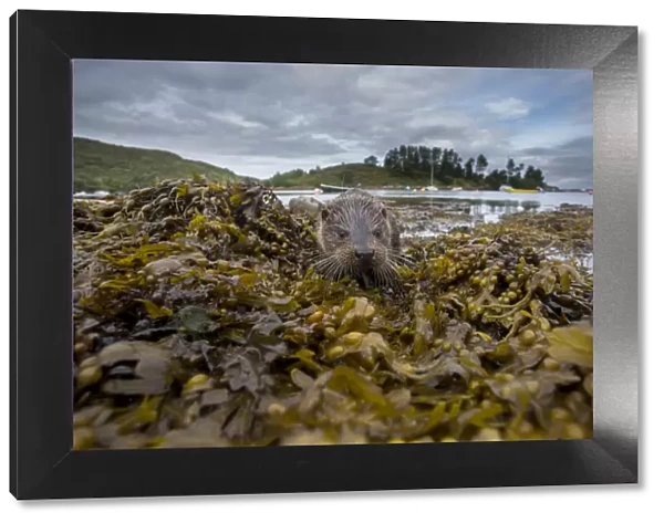 Otter (Lutra lutra) portrait on shore with boats in background. Argyll, Scotland, UK, August