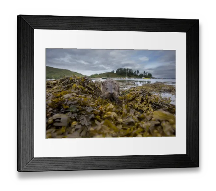 Framed Print : Otter (Lutra lutra) portrait on shore with boats in background. Argyll, Scotland, UK, August Framed Print : Otter (Lutra lutra) portrait on shore with boats in background. Argyll, Scotland, UK, August