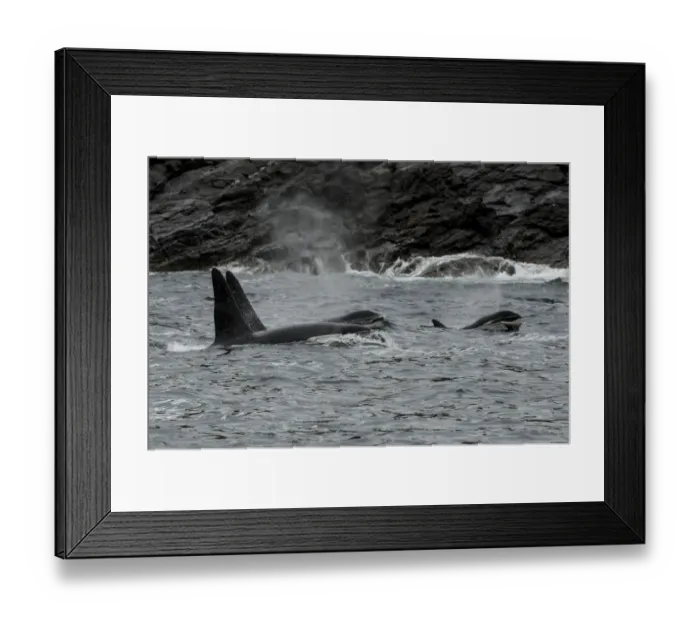 Framed Print : Orca (Orcinus orca) surfacing and blowing, Shetland, Scotland, UK, August Framed Print : Orca (Orcinus orca) surfacing and blowing, Shetland, Scotland, UK, August