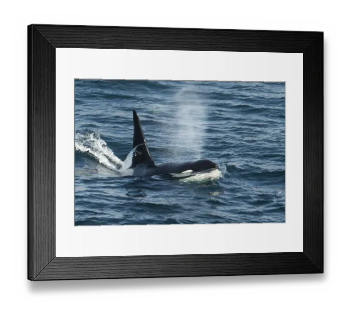 Framed Print : Orca (Orcinus orca) surfacing and blowing, Shetland, Scotland, UK, August Framed Print : Orca (Orcinus orca) surfacing and blowing, Shetland, Scotland, UK, August