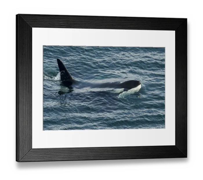 Framed Print : Orca (Orcinus orca) surfacing, Shetland, Scotland, UK, August Framed Print : Orca (Orcinus orca) surfacing, Shetland, Scotland, UK, August