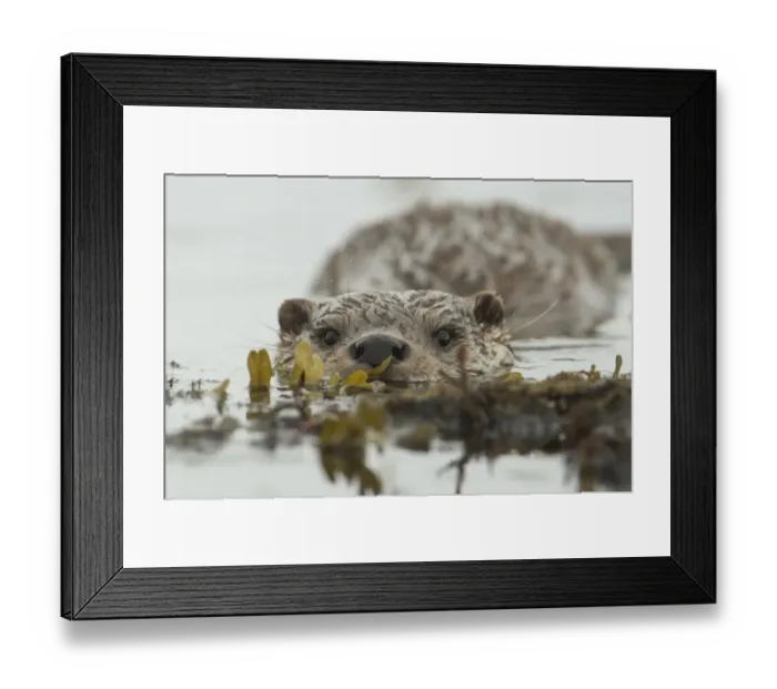 Framed Print : European otter (Lutra lutra) swimming in the sea, Shetland Islands, Scotland, UK, August Framed Print : European otter (Lutra lutra) swimming in the sea, Shetland Islands, Scotland, UK, August