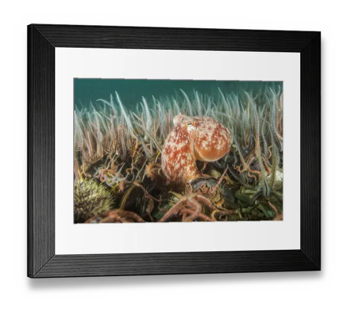 Framed Print : Curled octopus (Eledone cirrhosa) amongst a horse mussel bed (Modiolus modiolus) Shetland Framed Print : Curled octopus (Eledone cirrhosa) amongst a horse mussel bed (Modiolus modiolus) Shetland