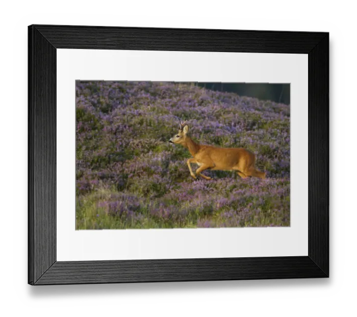 Framed Print : Roe deer (Capreolus capreolus) buck running across heather moorland in summer, Scotland, UK