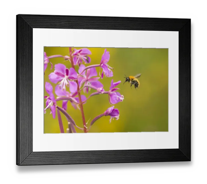 Framed Print : Bumblebee, (Bombus spp), in flight near rosebay willowherb flower, Scotland, UK, August Framed Print : Bumblebee, (Bombus spp), in flight near rosebay willowherb flower, Scotland, UK, August