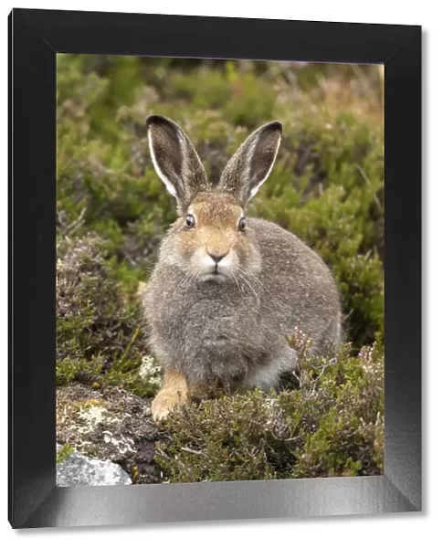 Mountain hare (Lepus timidus), sub-adult in summer coat on moorland, Scotland, UK, August