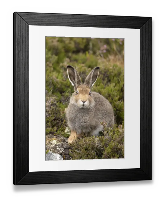 Framed Print : Mountain hare (Lepus timidus), sub-adult in summer coat on moorland, Scotland, UK, August Framed Print : Mountain hare (Lepus timidus), sub-adult in summer coat on moorland, Scotland, UK, August