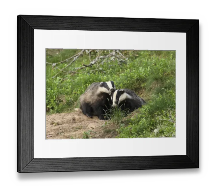 Framed Print : Badger (Meles meles), cub pulling the ear of sibling, June, Scotland, UK. August Framed Print : Badger (Meles meles), cub pulling the ear of sibling, June, Scotland, UK. August