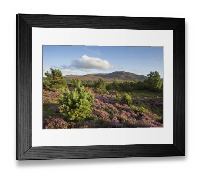 Framed Print : RF - Flowering heather moor and scattered pine and birch, Tulloch Moor, Cairngorms National Park Framed Print : RF - Flowering heather moor and scattered pine and birch, Tulloch Moor, Cairngorms National Park