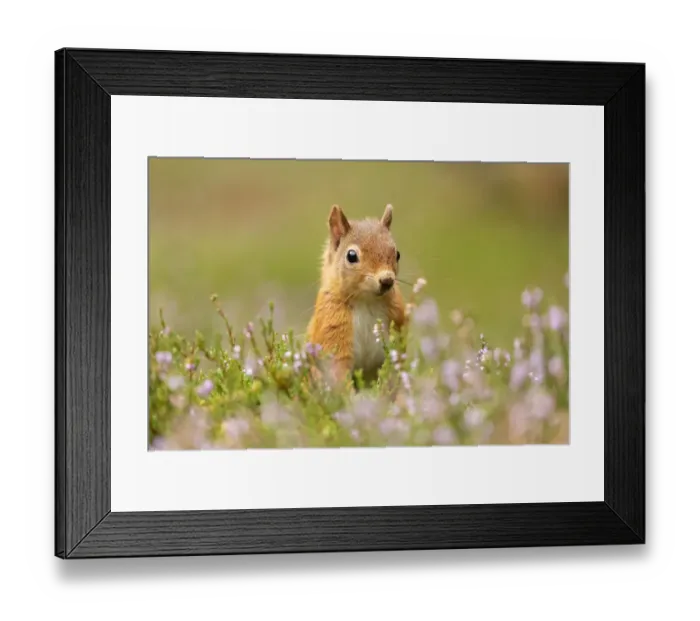 Framed Print : RF - Red squirrel (Sciurus vulgaris), summer coat, close-up amongst flowering heather Framed Print : RF - Red squirrel (Sciurus vulgaris), summer coat, close-up amongst flowering heather