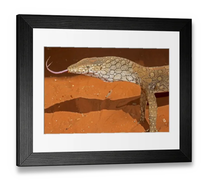 Framed Print : A Perentie (Varanus giganteus) using its forked tongue to detect smells, Alice Springs Framed Print : A Perentie (Varanus giganteus) using its forked tongue to detect smells, Alice Springs