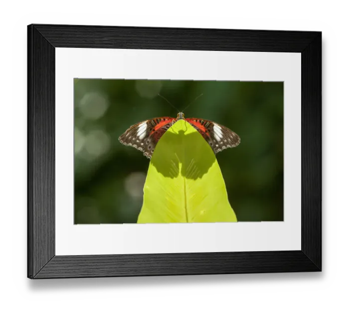 Framed Print : An Orange lacewing butterfly (Cethosia penthesilea), Cairns Botanical Gardens, Queensland Framed Print : An Orange lacewing butterfly (Cethosia penthesilea), Cairns Botanical Gardens, Queensland