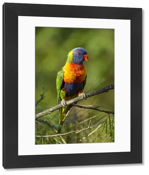 Rainbow lorikeet (Trichoglossus moluccanus) on a branch, Cania Gorge National Park