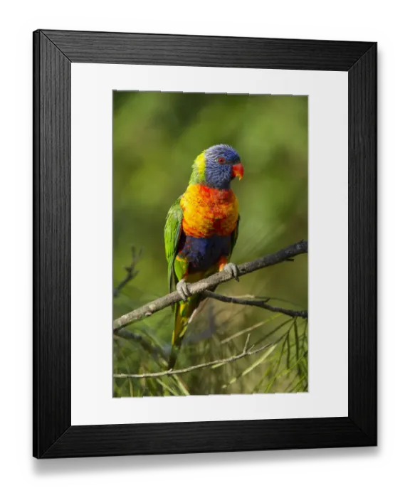 Framed Print : Rainbow lorikeet (Trichoglossus moluccanus) on a branch, Cania Gorge National Park Framed Print : Rainbow lorikeet (Trichoglossus moluccanus) on a branch, Cania Gorge National Park