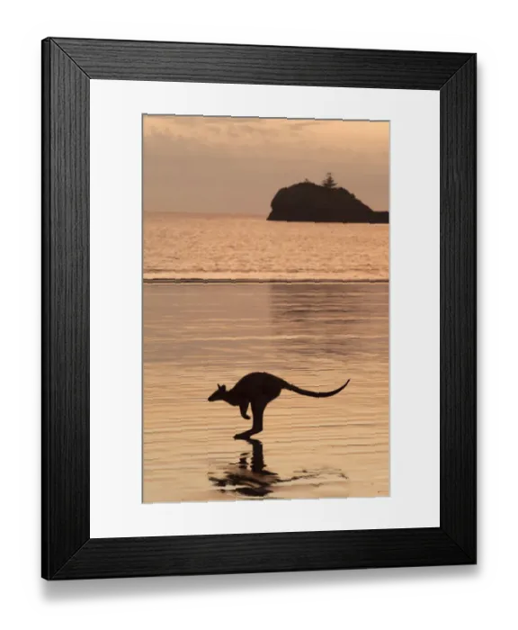 Framed Print : Silhouette of an Agile wallaby (Macropus agilis) hopping along the beach at dusk Framed Print : Silhouette of an Agile wallaby (Macropus agilis) hopping along the beach at dusk