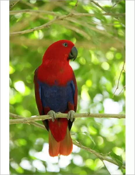 Eclectus parrot (Eclectus roratus) female perched in a tree, The Wildlife Habitat Zoo