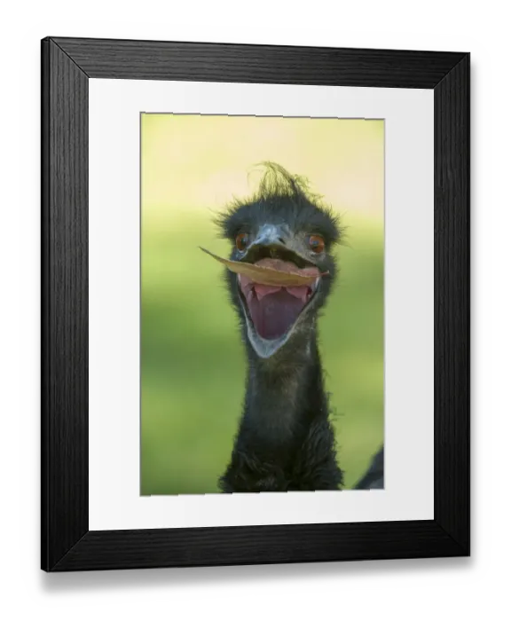 Framed Print : Emu (Dromaius novaehollandiae) juvenile with beak open to catch a leaf, Cleland Wildlife Park Framed Print : Emu (Dromaius novaehollandiae) juvenile with beak open to catch a leaf, Cleland Wildlife Park