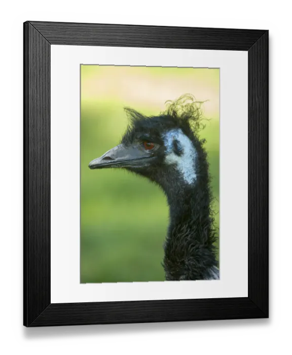 Framed Print : Emu (Dromaius novaehollandiae) juvenile, Cleland Wildlife Park, South Australia, March Framed Print : Emu (Dromaius novaehollandiae) juvenile, Cleland Wildlife Park, South Australia, March