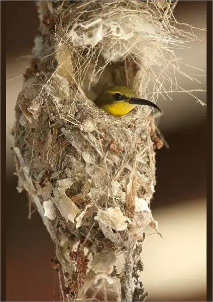Olive-backed Sunbird (Nectarinia jugularis) female in her nest, Cape Hillsborough National Park
