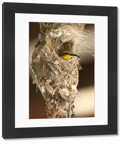 Olive-backed Sunbird (Nectarinia jugularis) female in her nest, Cape Hillsborough National Park