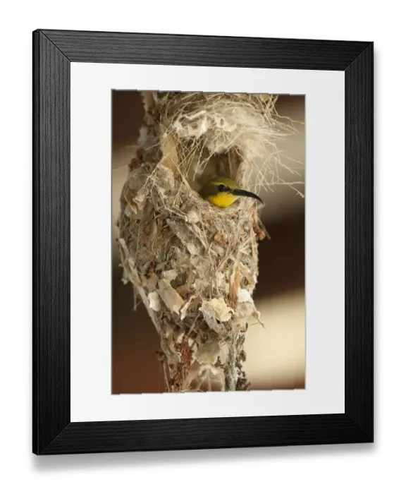 Framed Print : Olive-backed Sunbird (Nectarinia jugularis) female in her nest, Cape Hillsborough National Park Framed Print : Olive-backed Sunbird (Nectarinia jugularis) female in her nest, Cape Hillsborough National Park