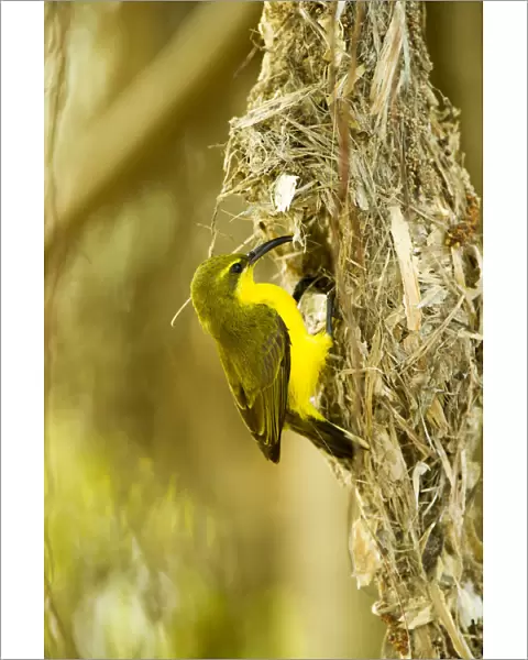 Olive-backed sunbird (Nectarinia jugularis) female returning to her nest with nesting material