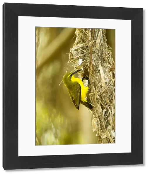 Olive-backed sunbird (Nectarinia jugularis) female returning to her nest with nesting material