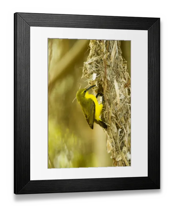 Framed Print : Olive-backed sunbird (Nectarinia jugularis) female returning to her nest with nesting material Framed Print : Olive-backed sunbird (Nectarinia jugularis) female returning to her nest with nesting material