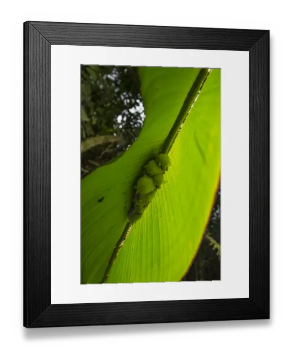 Framed Print : White tent making bat (Ectophylla alba) roosting in Heleconia leaf, La Selva Field Station Framed Print : White tent making bat (Ectophylla alba) roosting in Heleconia leaf, La Selva Field Station
