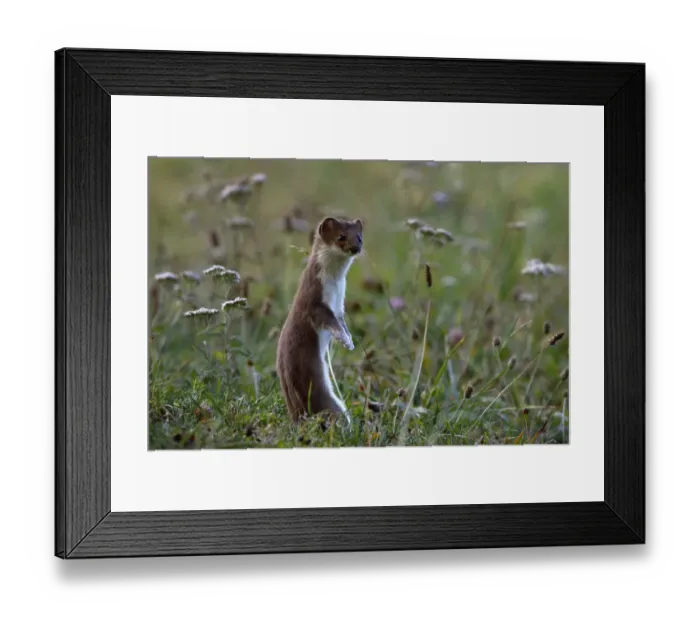 Framed Print : Stoat (Mustela erminea) Creux du Van, Jura Suisse, Switzerland, September Framed Print : Stoat (Mustela erminea) Creux du Van, Jura Suisse, Switzerland, September