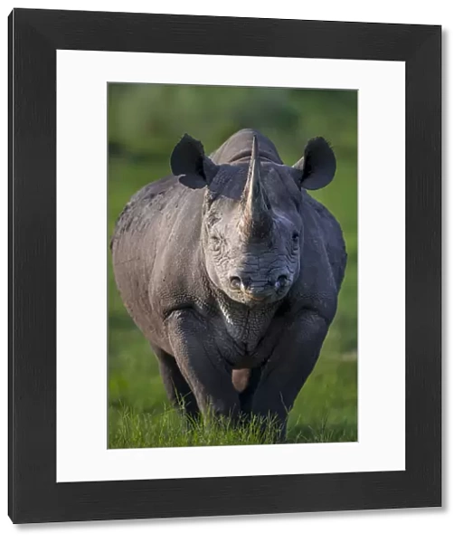 Black rhinoceros (Diceros bicornis) stands in evening light on Chiefas Island in Okavango Delta