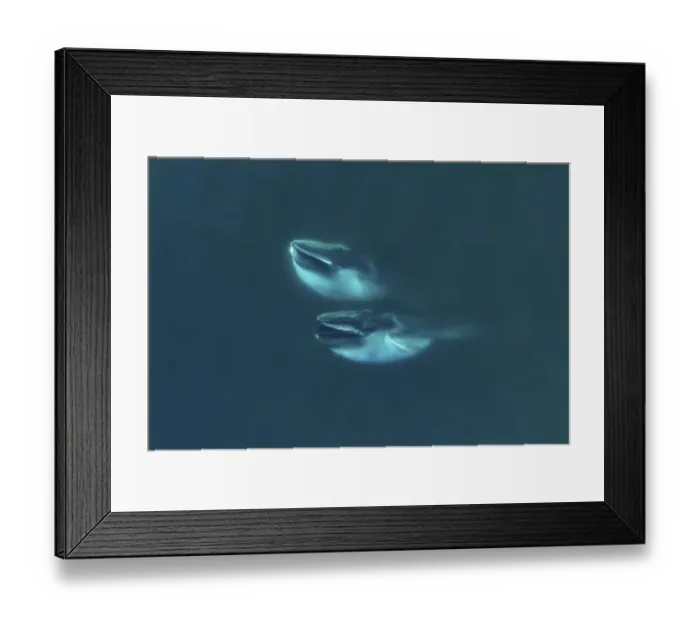 Framed Print : Aerial view Fin whales (Balaenoptera physalus) lunge-feeding in the southern Sea of Cortez Framed Print : Aerial view Fin whales (Balaenoptera physalus) lunge-feeding in the southern Sea of Cortez