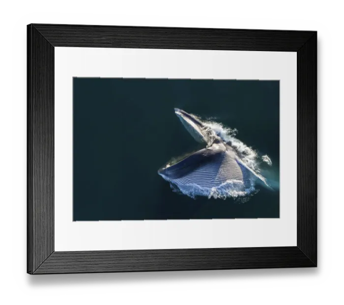 Framed Print : Aerial view of Fin whale (Balaenoptera physalus) lunge-feeding, with mouth open Framed Print : Aerial view of Fin whale (Balaenoptera physalus) lunge-feeding, with mouth open