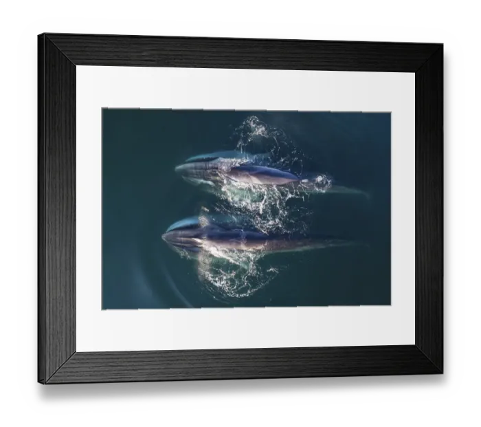 Framed Print : Aerial view Fin whales (Balaenoptera physalus) lunge-feeding in the southern Sea of Cortez Framed Print : Aerial view Fin whales (Balaenoptera physalus) lunge-feeding in the southern Sea of Cortez