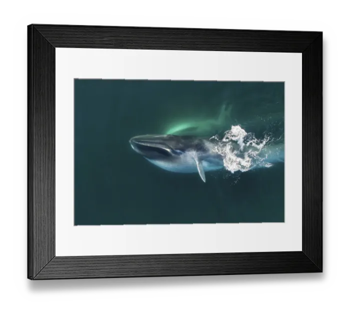 Framed Print : Aerial view of Fin whale (Balaenoptera physalus) lunge-feeding, with throat pouch distended Framed Print : Aerial view of Fin whale (Balaenoptera physalus) lunge-feeding, with throat pouch distended