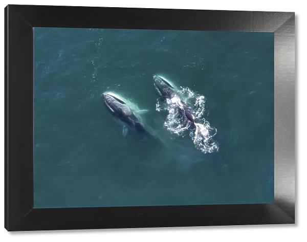 Aerial view Fin whales (Balaenoptera physalus) lunge-feeding in the southern Sea of Cortez