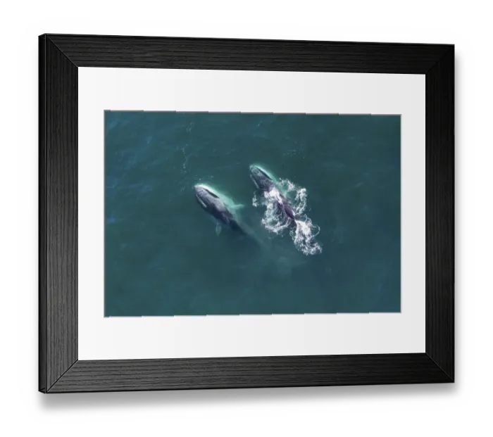 Framed Print : Aerial view Fin whales (Balaenoptera physalus) lunge-feeding in the southern Sea of Cortez Framed Print : Aerial view Fin whales (Balaenoptera physalus) lunge-feeding in the southern Sea of Cortez
