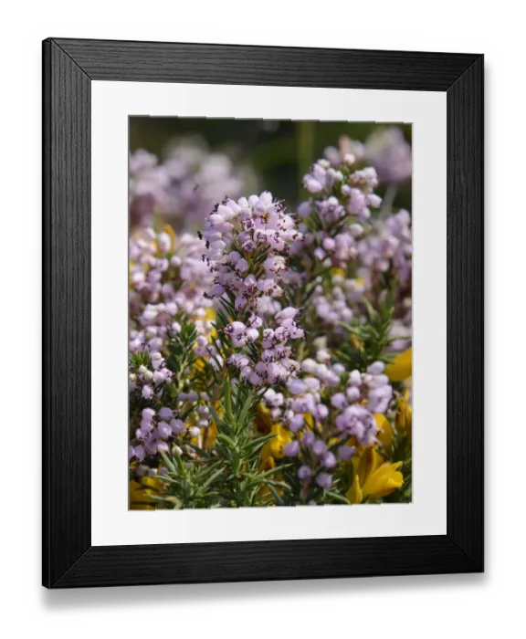 Framed Print : Cornish heath (Erica vagans) clump flowering on montane pastureland, above the Lakes of Covadonga Framed Print : Cornish heath (Erica vagans) clump flowering on montane pastureland, above the Lakes of Covadonga