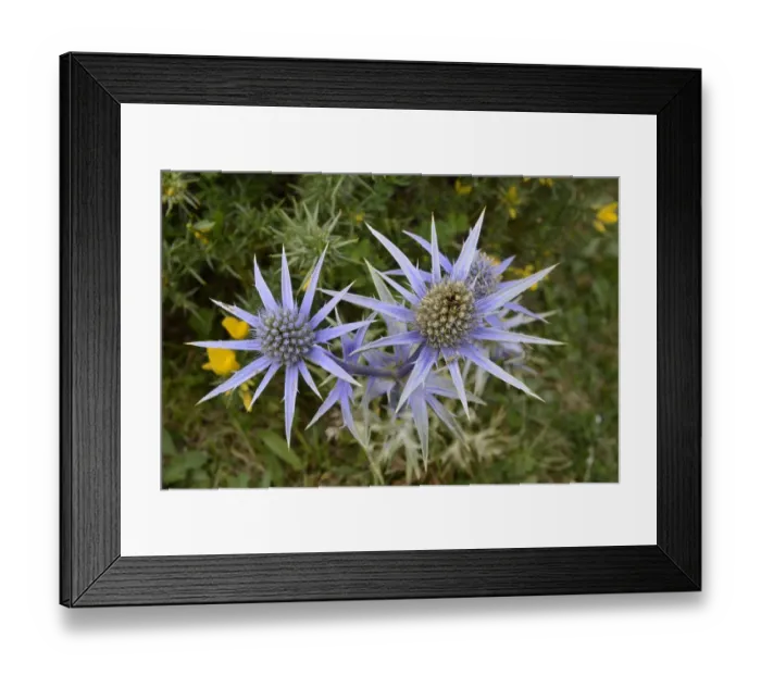 Framed Print : Mediterranean sea holly / Pyrenean eryngo (Eryngium bourgatii) flowering on montane pastureland Framed Print : Mediterranean sea holly / Pyrenean eryngo (Eryngium bourgatii) flowering on montane pastureland